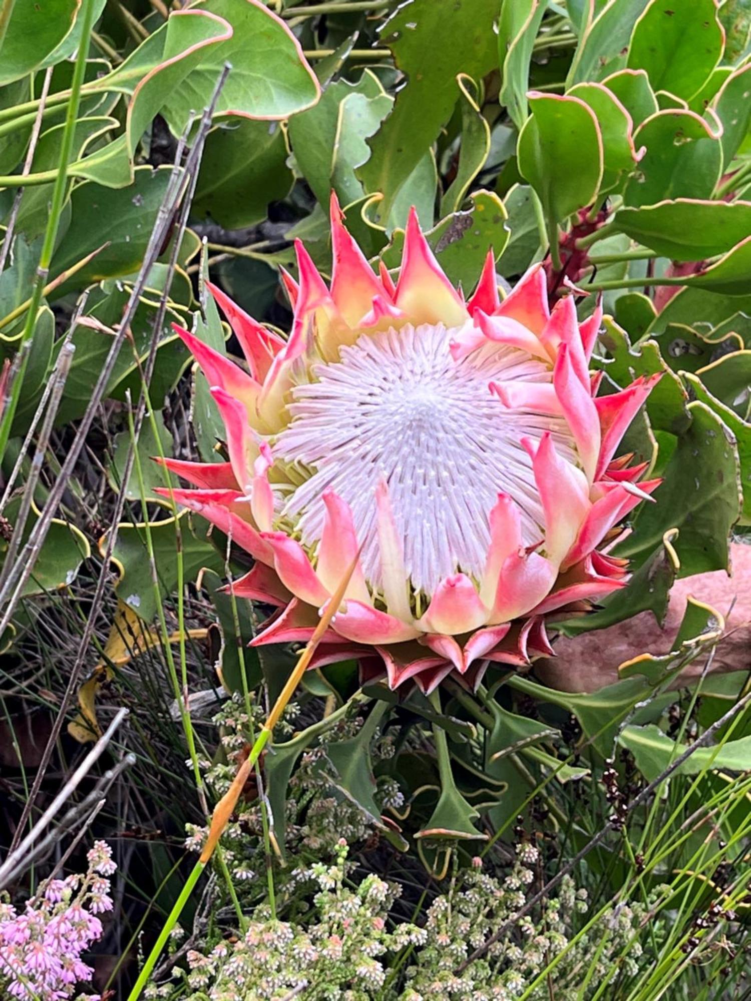 Serenity Self-catering 2-bed Unit * Hermanus